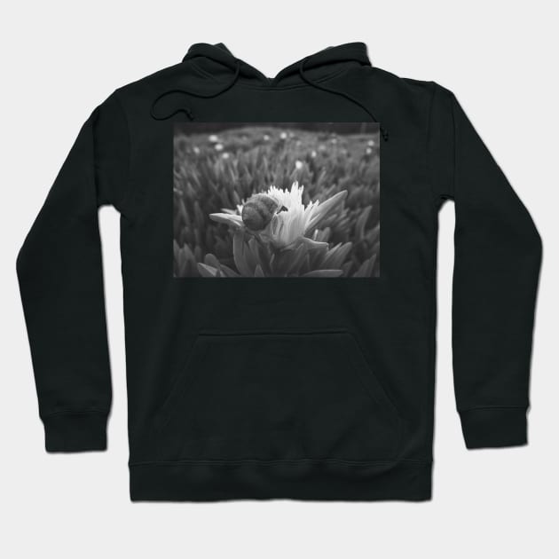 Snail Having Breakfast in Californian Yellow Flower Photo V4 Hoodie by Family journey with God